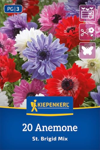 kiepenkerl-kronen-anemonen-st-brigid-mischung-2775007-blumenzwiebeln image 8