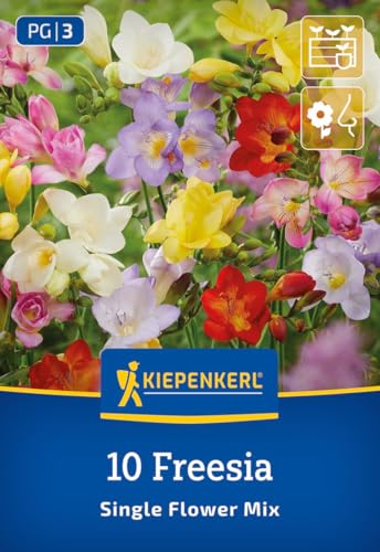 kiepenkerl-freesien-mischung-blumenzwiebeln-ungefullt-bunt-f-r-k-bel image 7