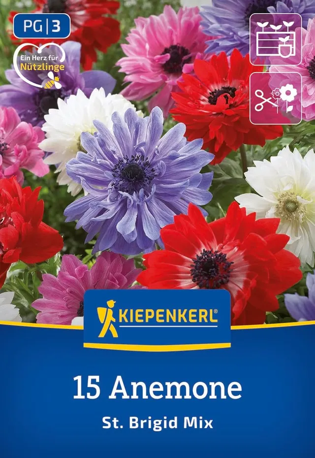 kiepenkerl-kronen-anemonen-st-brigid-mischung-blumenzwiebeln image 1