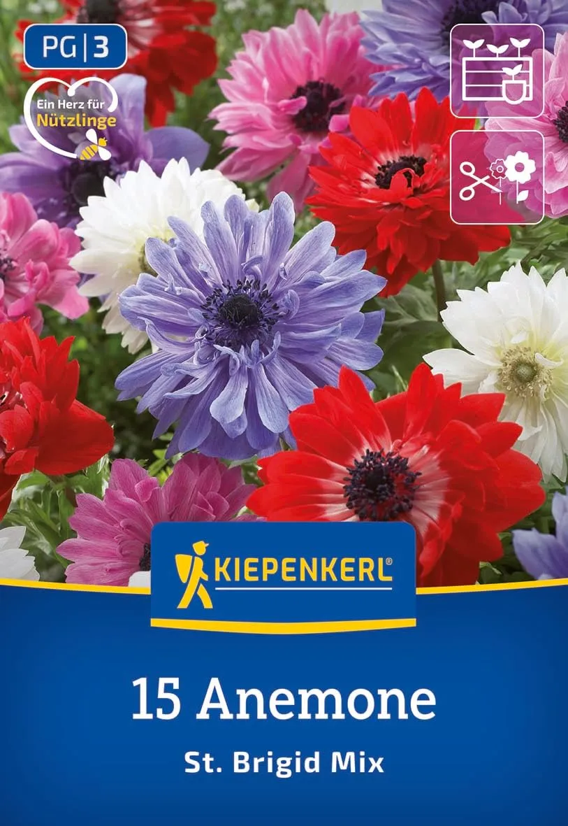 kiepenkerl-kronen-anemonen-st-brigid-mischung-blumenzwiebeln image 1