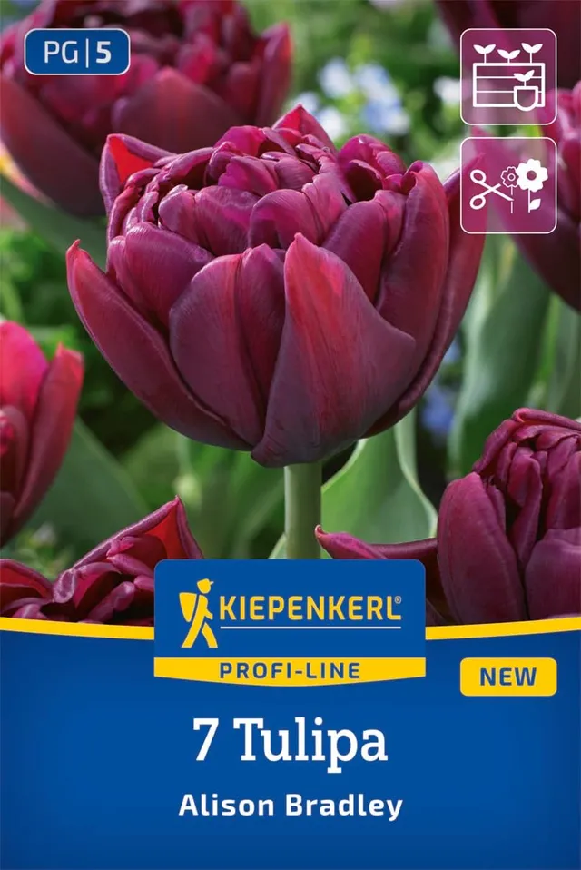 kiepenkerl-profi-line-gef-llte-fr-he-tulpe-alison-bradley-2000067-lila-30-cm image 1