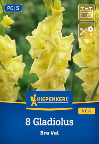 kiepenkerl-gladiole-bra-val-blumenzwiebeln-gelb-100-cm-schnittblume image 7