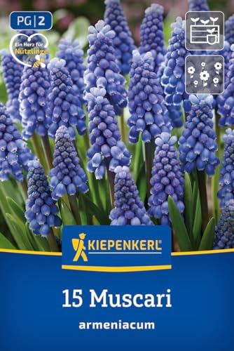 kiepenkerl-2775023-armenische-traubenhyazinthe-blumenzwiebeln-kobaltblau image 8