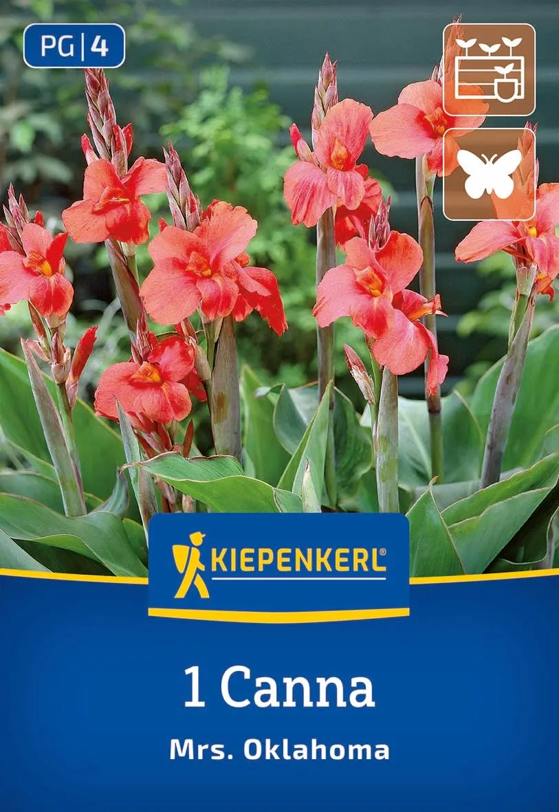 kiepenkerl-canna-miss-oklahoma-blumenzwiebeln-lachsrosa-90-120-cm image 1
