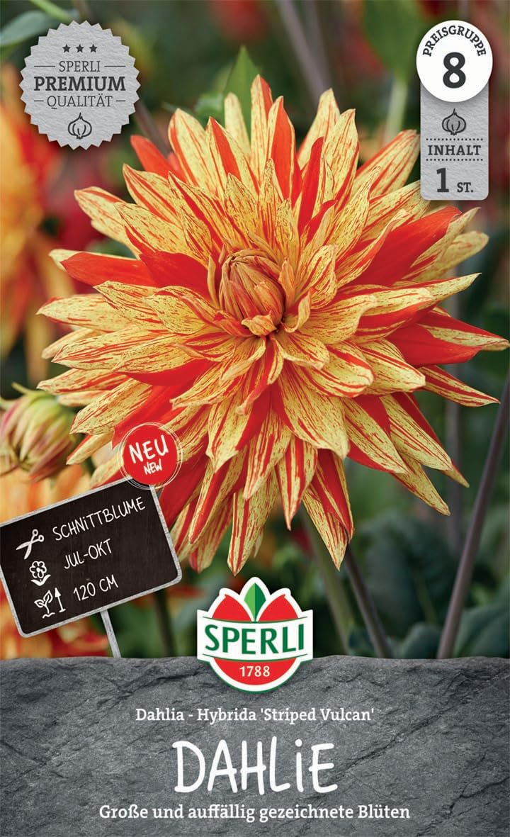 sperli-dekorative-dahlie-striped-vulkan-gelb-rot-120-cm-1-pflanze image 1