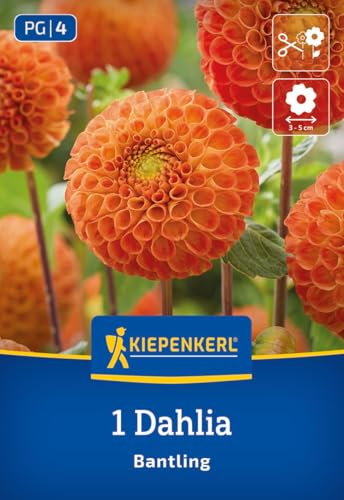 kiepenkerl-pompon-dahlie-bantling-3000048-blumenzwiebeln-safrangelb image 7