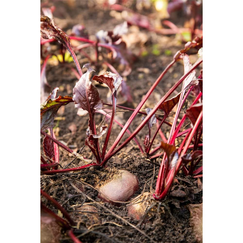 sperli-bio-rote-beete-storuman-r-bensamen image 6