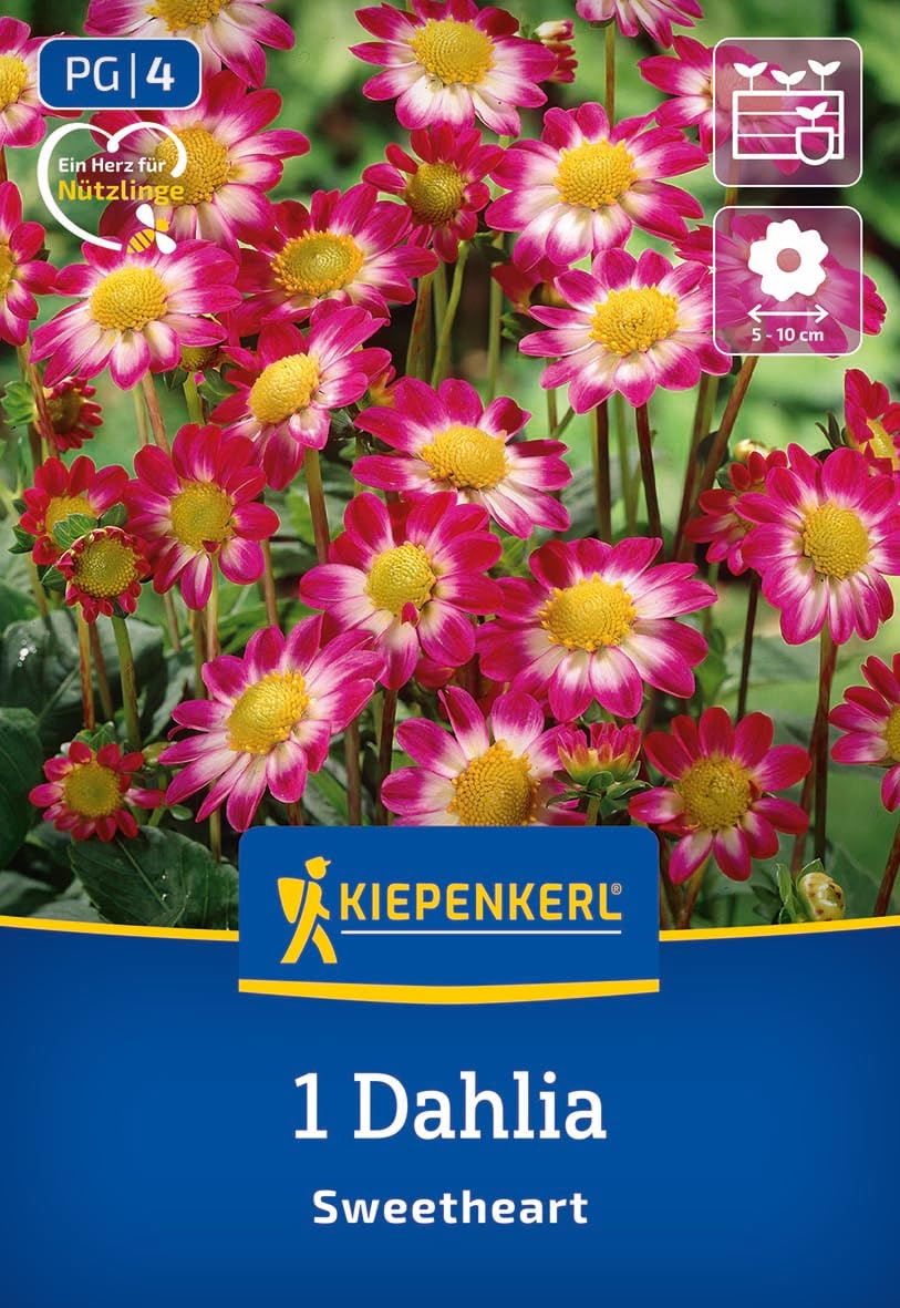 kiepenkerl-beet-topf-dahlie-topmix-rosa-mit-auge-blumenzwiebeln image 1