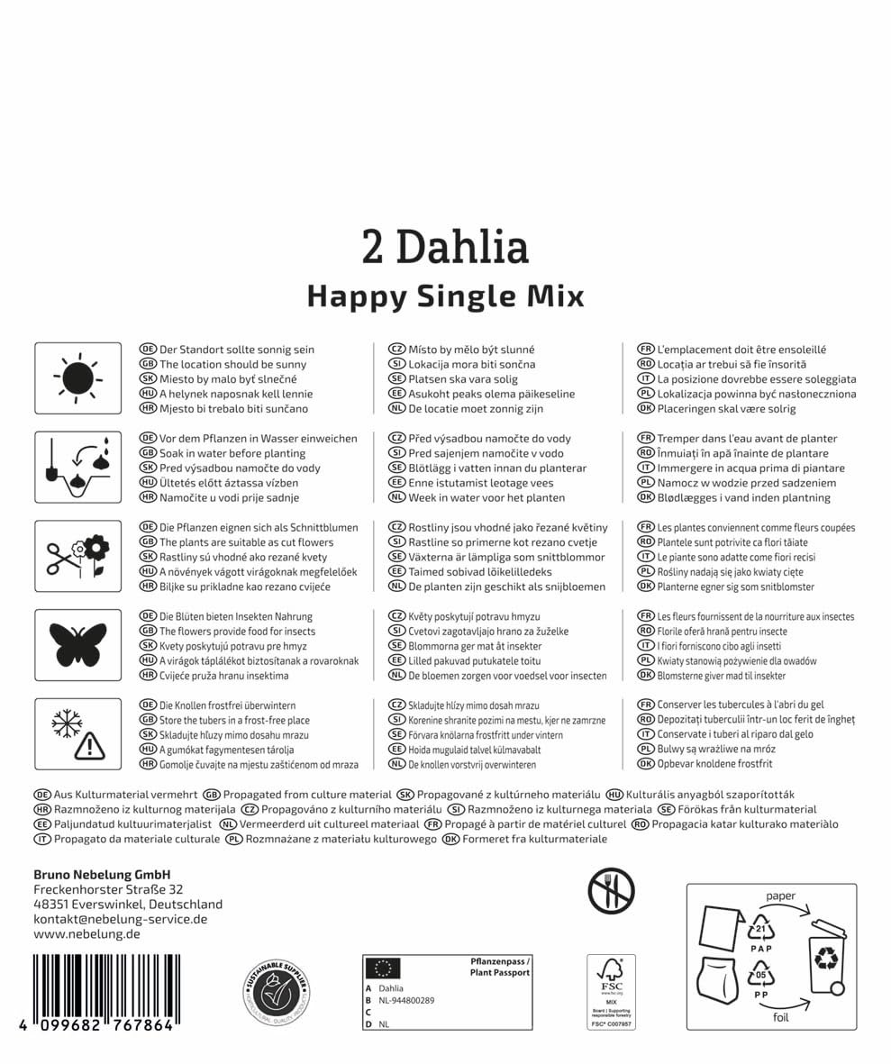 kiepenkerl-dahlien-happy-single-mix-dunkellaubig-mega-pack-blumenzwiebeln image 2
