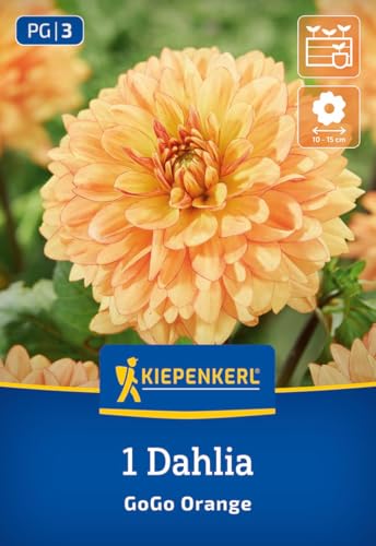 kiepenkerl-beet-k-bel-dahlie-go-go-orange-3000021-blumenzwiebeln image 7