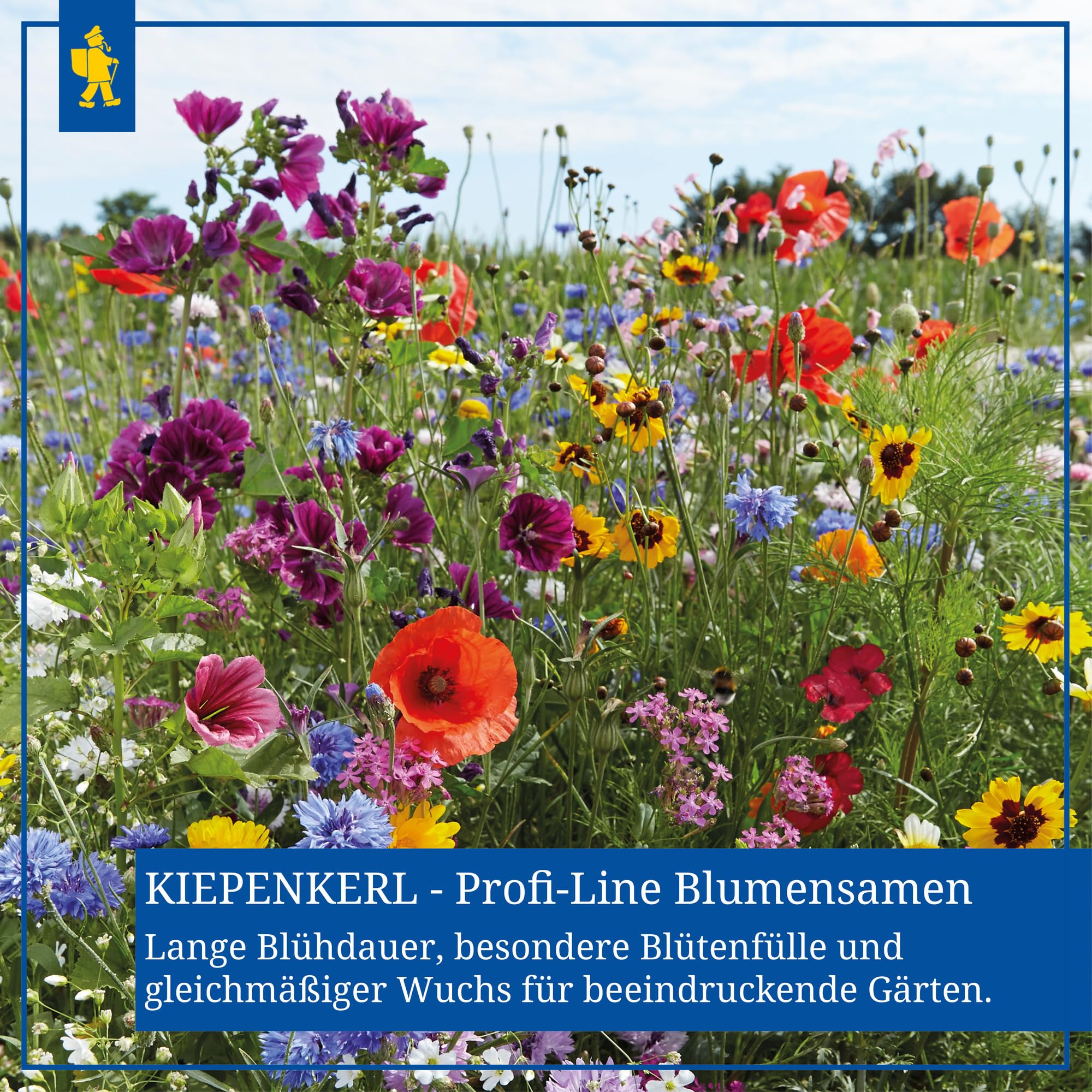 kiepenkerl-profi-line-duftblumen-mischung-einj-hrige-sommerblumen-samen image 5