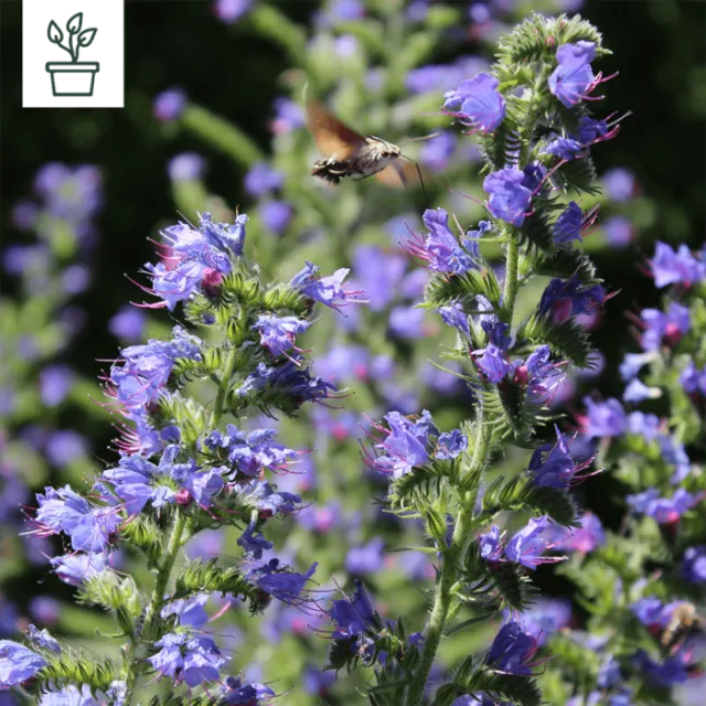 samen-maier-bio-gew-hnlicher-natternkopf-echium-vulgare-im-topf image 1