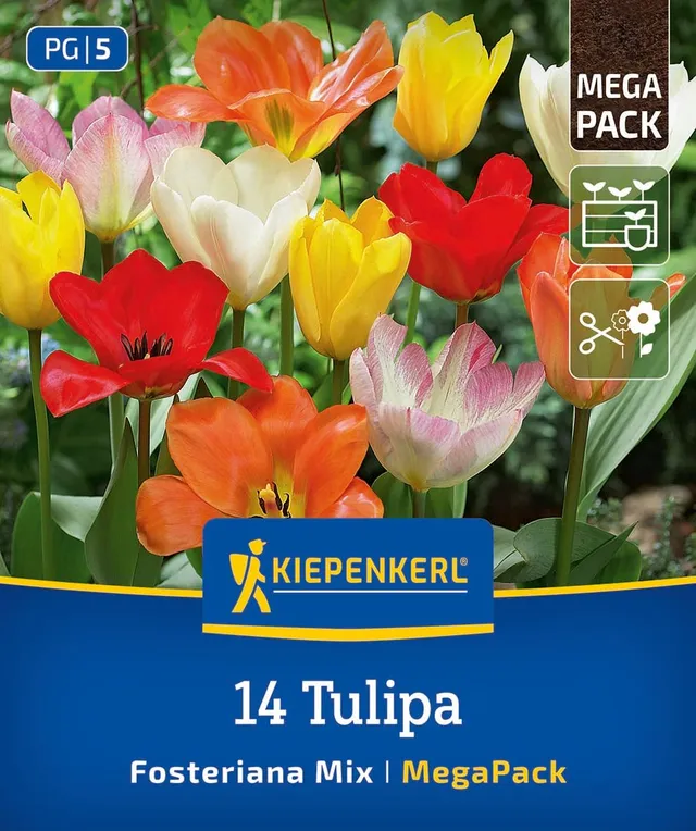 kiepenkerl-mega-pack-fosteriana-tulpen-mischung-2875015-blumenzwiebeln image 1