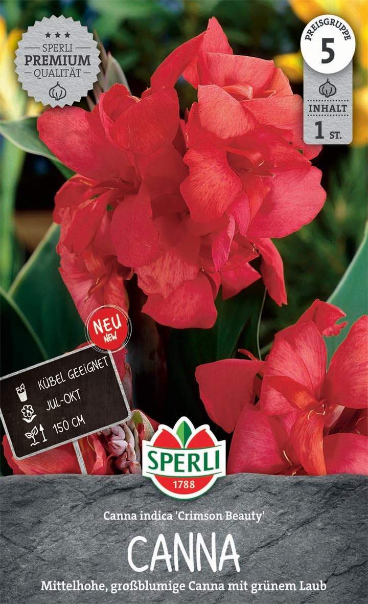 sperli-blumenrohr-crimson-beauty-canna-knolle-mittelhoch-gro-blumig image 1