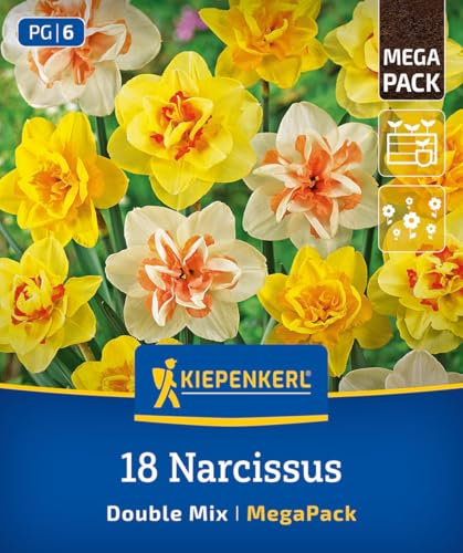 kiepenkerl-mega-pack-gef-llte-narzissen-mischung-blumenzwiebeln-40-cm image 8