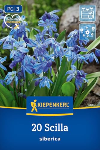 kiepenkerl-sibirisches-blausternchen-blumenzwiebeln-chionodoxa-blau-15-cm-verwil image 8