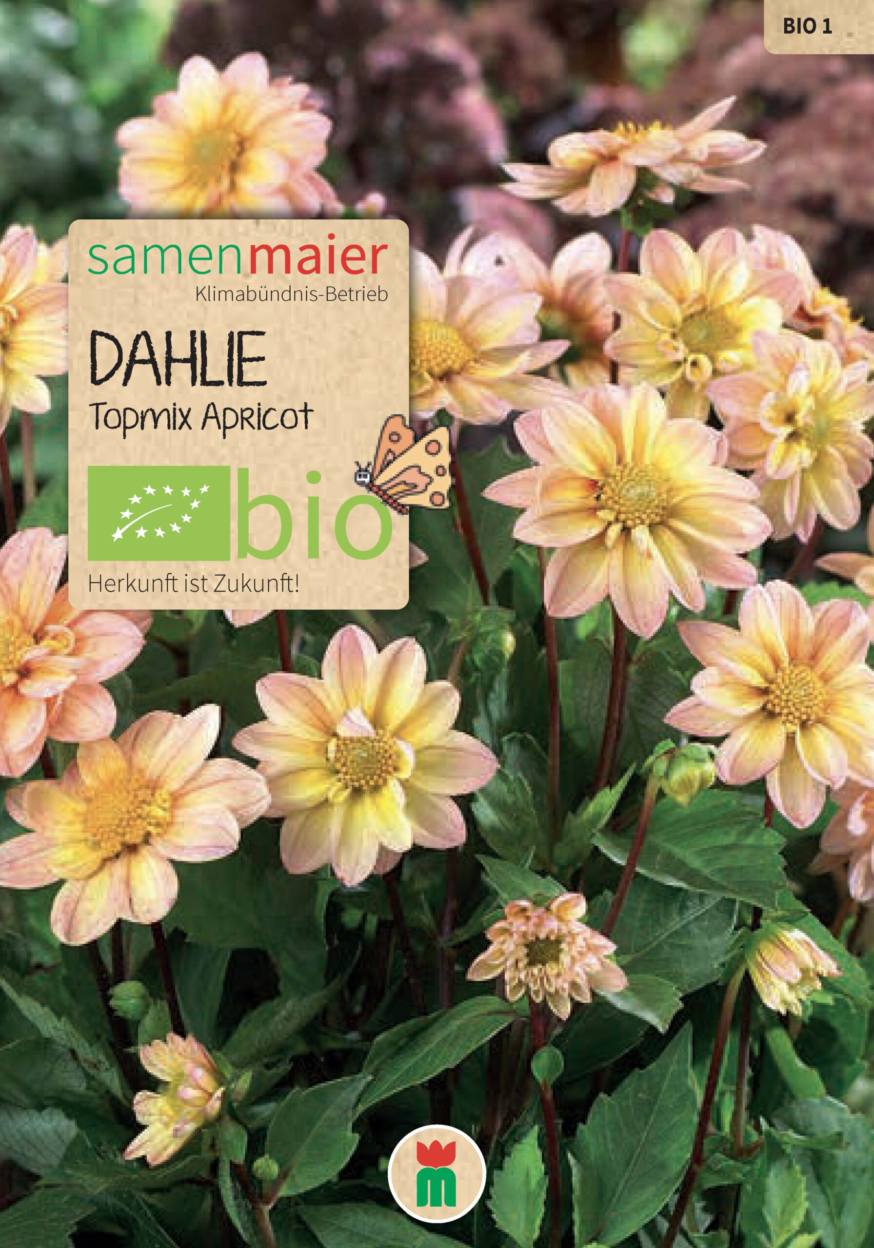 samen-maier-bio-dalija-topmix-apricot-saatgut image 1
