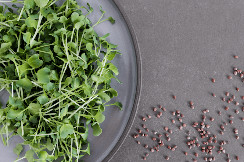 samen-maier-bio-sprossen-rettich-daikon-vorteilsmenge-microgreens image 2