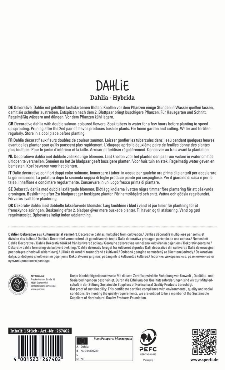 sperli-dahlie-sebastian-blumenzwiebel-dekorativ-dahlie-lachsfarben-gef-llt-ca-70 image 2