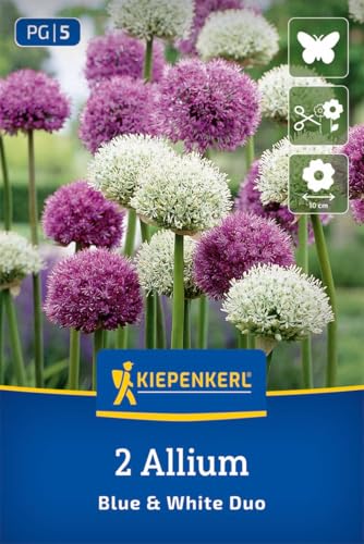kiepenkerl-zierlauch-blue-white-duo-blumenzwiebeln-violett-wei-100-cm-winterhart image 6