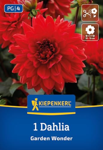 kiepenkerl-dekorative-dahlie-garden-wonder-blumenzwiebeln-gl-hend-rot-80-cm image 7