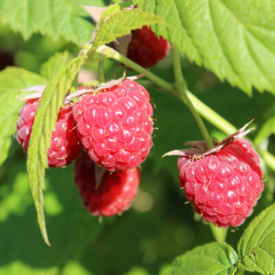 samen-maier-bio-himbeere-elida-himbeerpflanze-fr-h image 3