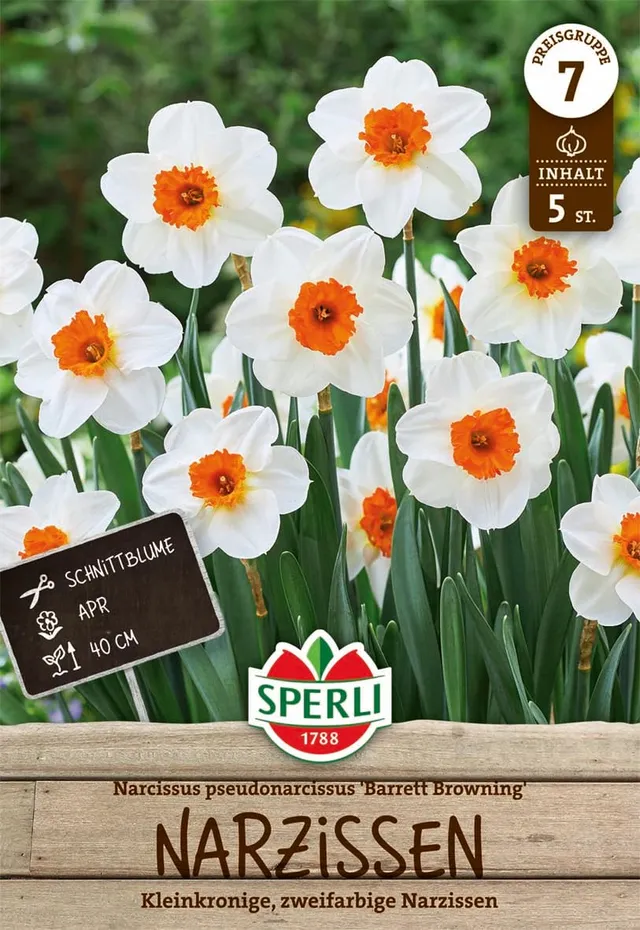 sperli-kleinkronige-narzisse-barrett-browning-wei-orange-m-rz-bl-te image 1