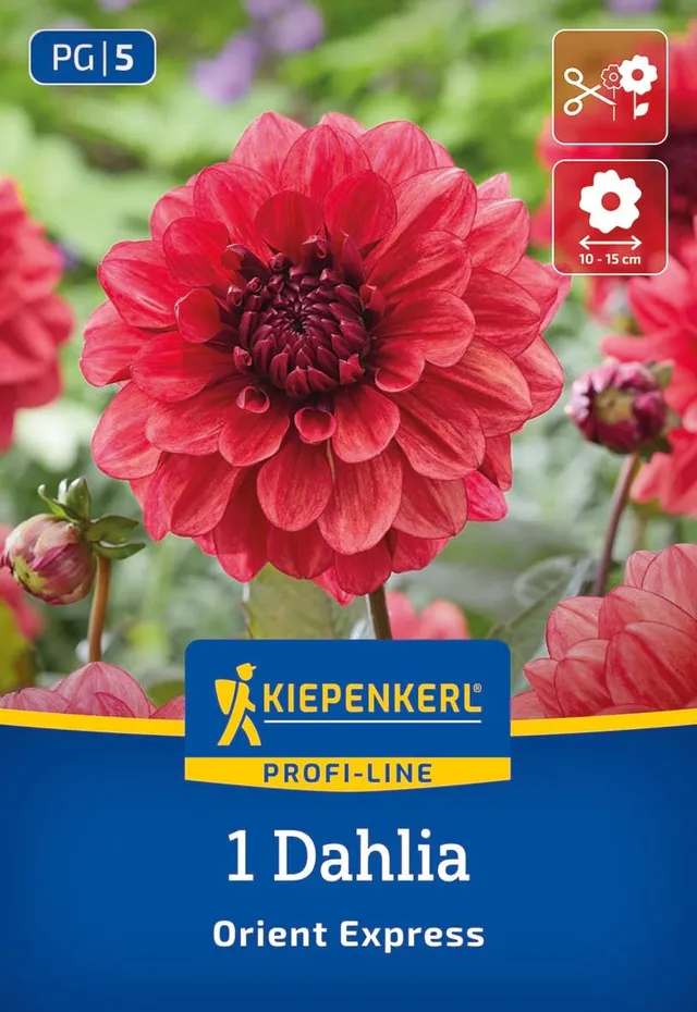 kiepenkerl-profi-line-dahlie-orient-express-blumenzwiebeln-dunkellaubig image 1