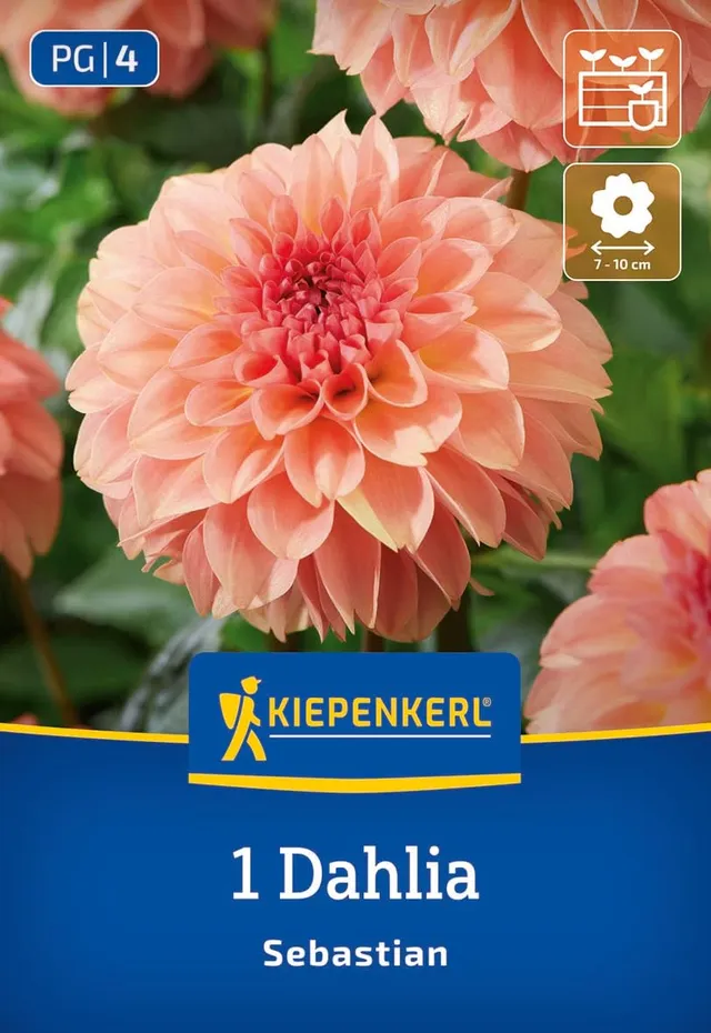 kiepenkerl-dekorative-dahlie-sebastian-blumenzwiebeln image 1