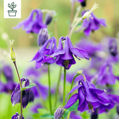 samen-maier-bio-gemeine-akelei-aquilegia-vulgaris-wildblumen-staude-im-topf image 3