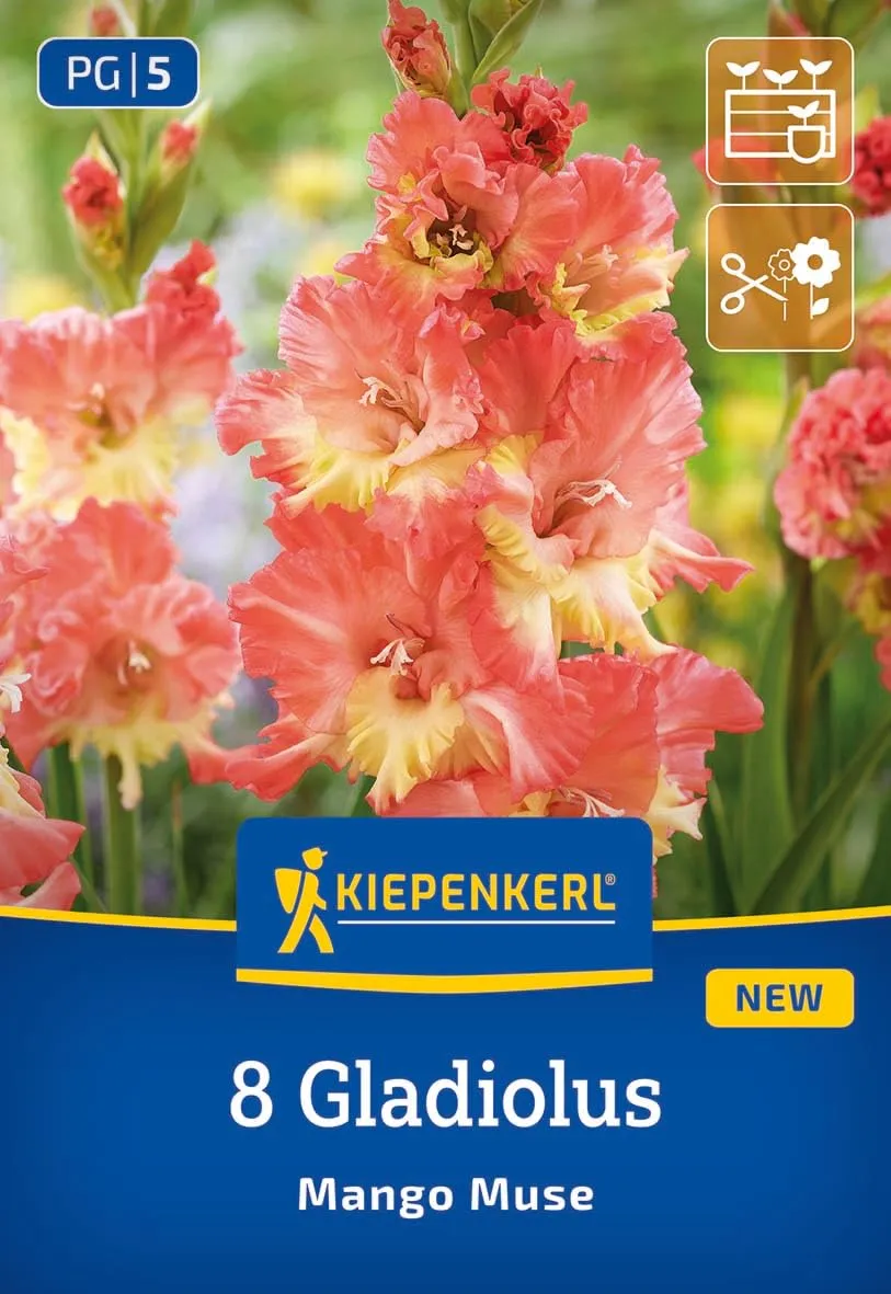 kiepenkerl-gladiole-mango-muse-aprikotgelbe-gladiole-100-cm-f-r-schnitt image 1