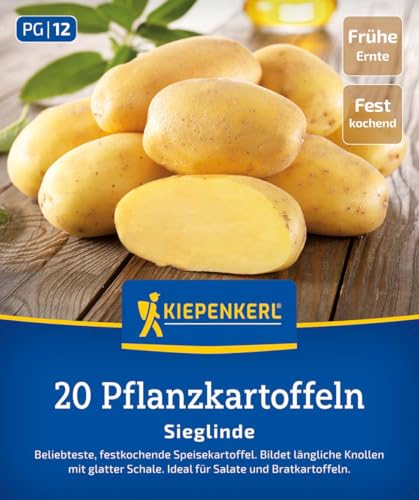 kiepenkerl-pflanzkartoffel-sieglinde-festkochend-fr-h image 3