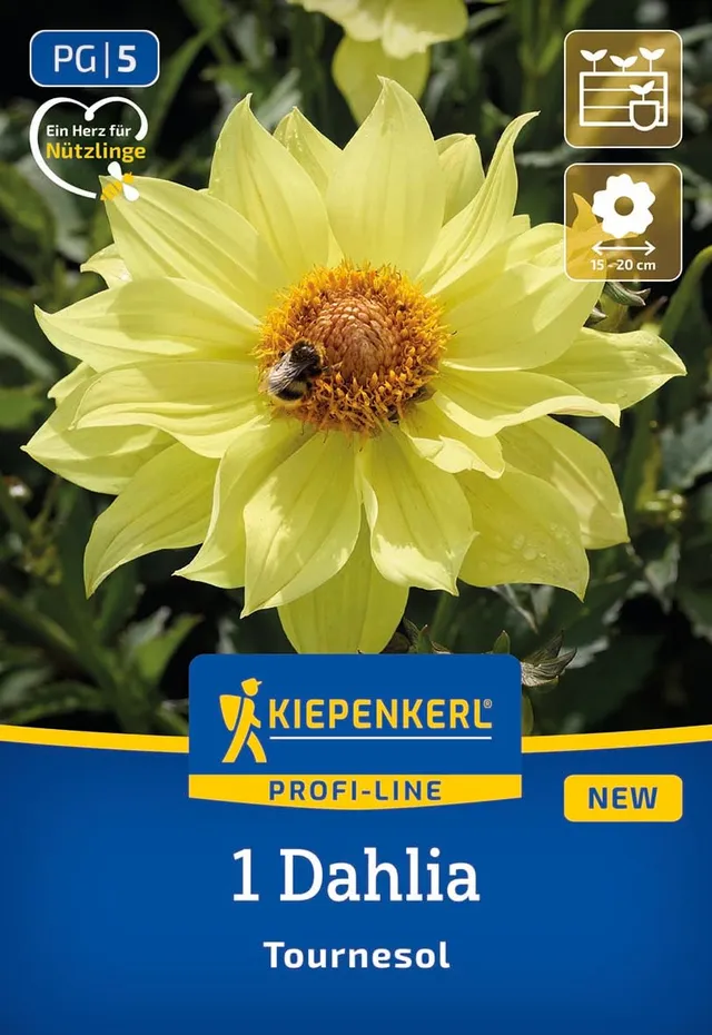 kiepenkerl-profi-line-einfachbl-hende-dahlie-tournesol-blumenzwiebeln image 1