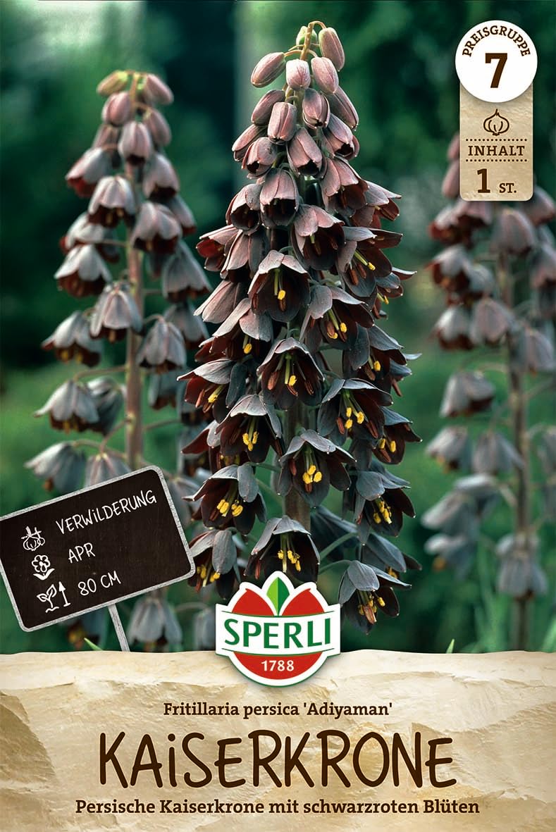 sperli-persische-kaiserkrone-adiyaman-459197-80-cm-violettschwarz image 1