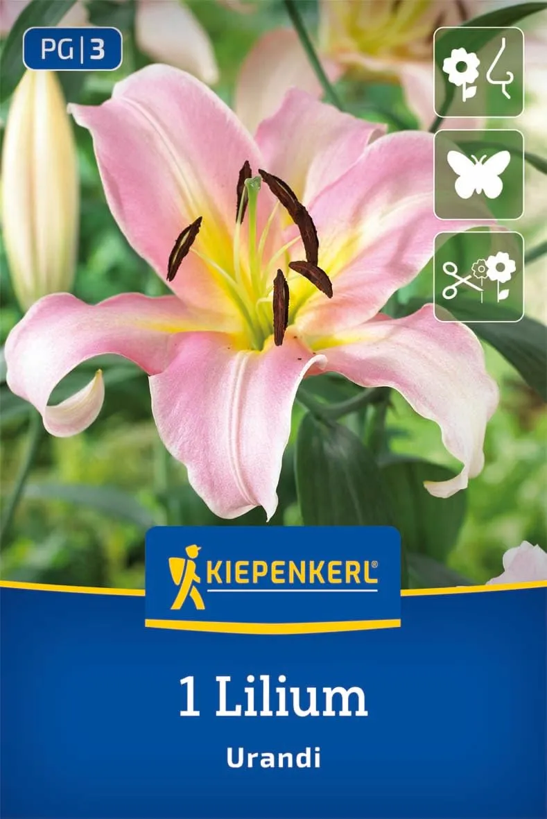 kiepenkerl-baumlilie-urandi-blumenzwiebeln-rosa-duftlilie-bis-2-4-m image 1