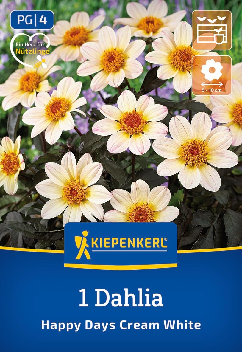 kiepenkerl-beetdahlie-happy-days-creamwhite-blumenzwiebeln-cremewei-40-cm image 1