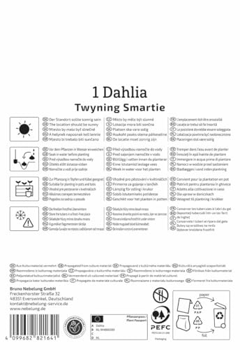 kiepenkerl-profi-line-dahlie-twyning-smartie-zweifarbige-magenta-wei-e-bienendah image 8