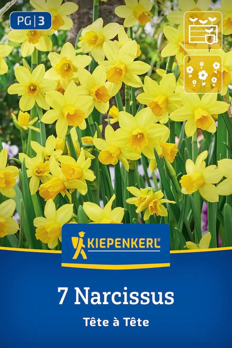 kiepenkerl-alpenveilchen-narzisse-t-te-t-te-blumenzwiebeln-gelb-15-cm image 1