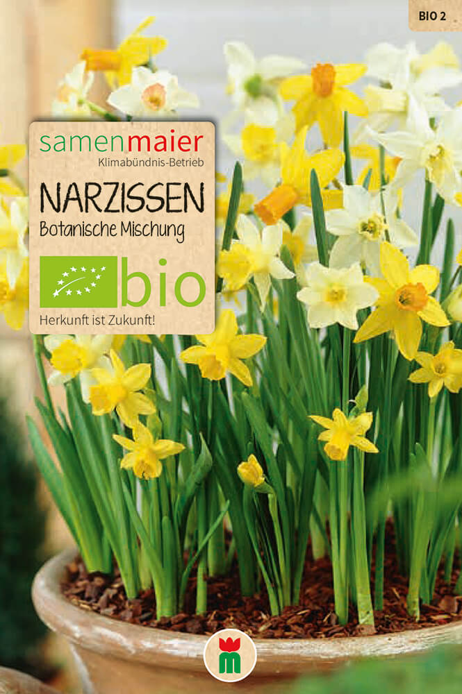 samen-maier-bio-narzissen-botanische-mischung-blumenzwiebeln image 1