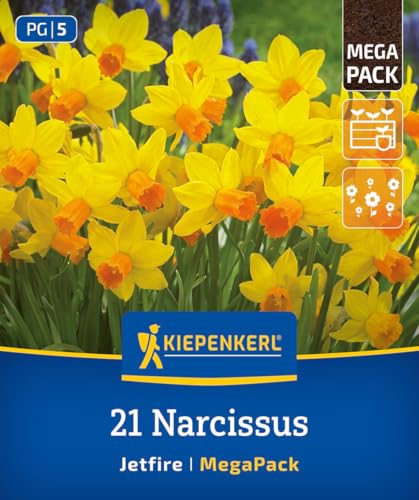 kiepenkerl-mega-pack-alpenveilchen-narzisse-jetfire-blumenzwiebeln-m-rz-april-bl image 8
