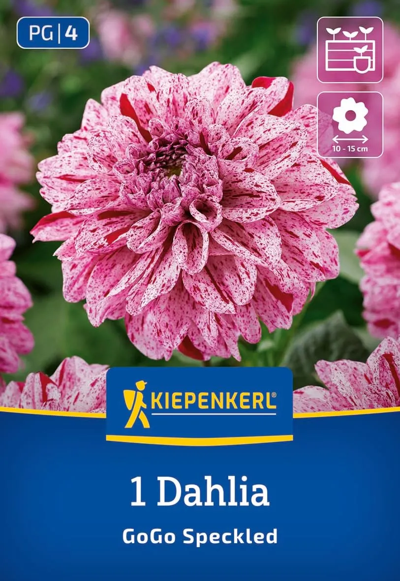 kiepenkerl-beet-k-bel-dahlie-go-go-speckled-blumenzwiebeln image 1