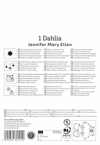 kiepenkerl-dekorative-dahlie-jennifer-mary-ellen-beetdahlie image 8