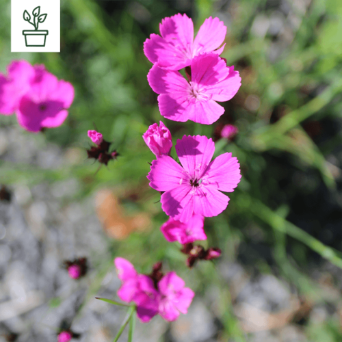 samen-maier-wilde-bl-ten-f-r-2-3-m-kraut-und-r-ben-24-wildblumen-pflanzen-blumen image 8