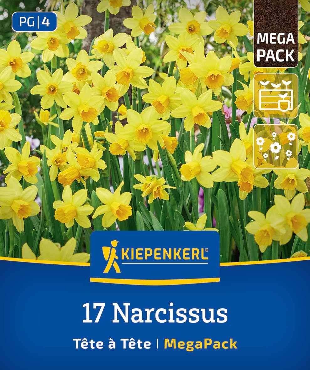 kiepenkerl-mega-pack-alpenveilchen-narzisse-t-te-t-te-2875020-blumenzwiebeln image 1