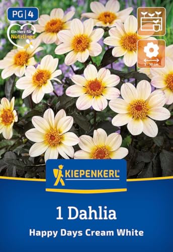 kiepenkerl-beetdahlie-happy-days-creamwhite-blumenzwiebeln-cremewei-40-cm image 7