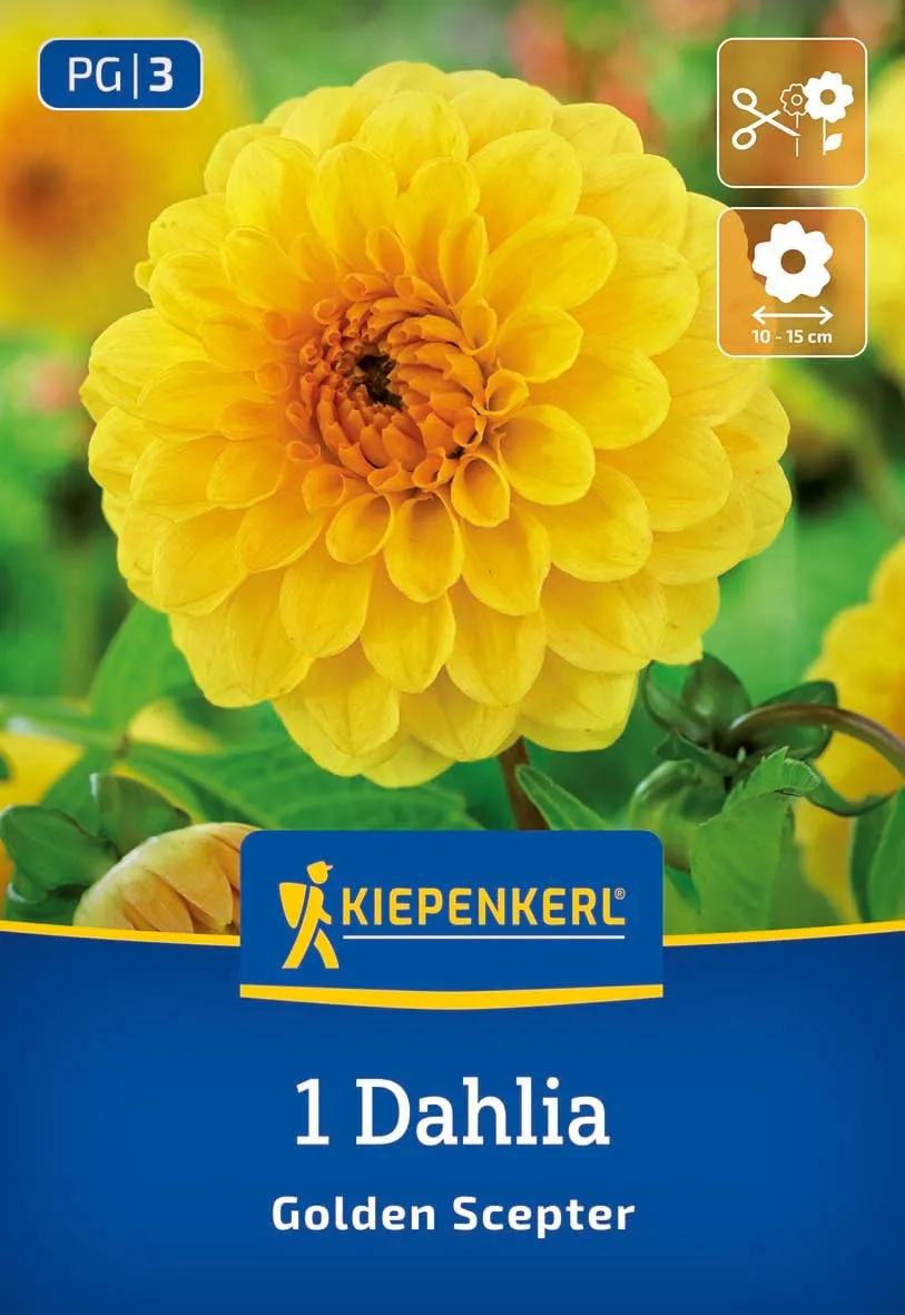 kiepenkerl-pompon-dahlie-golden-scepter-3000045-goldgelb-90-cm image 1