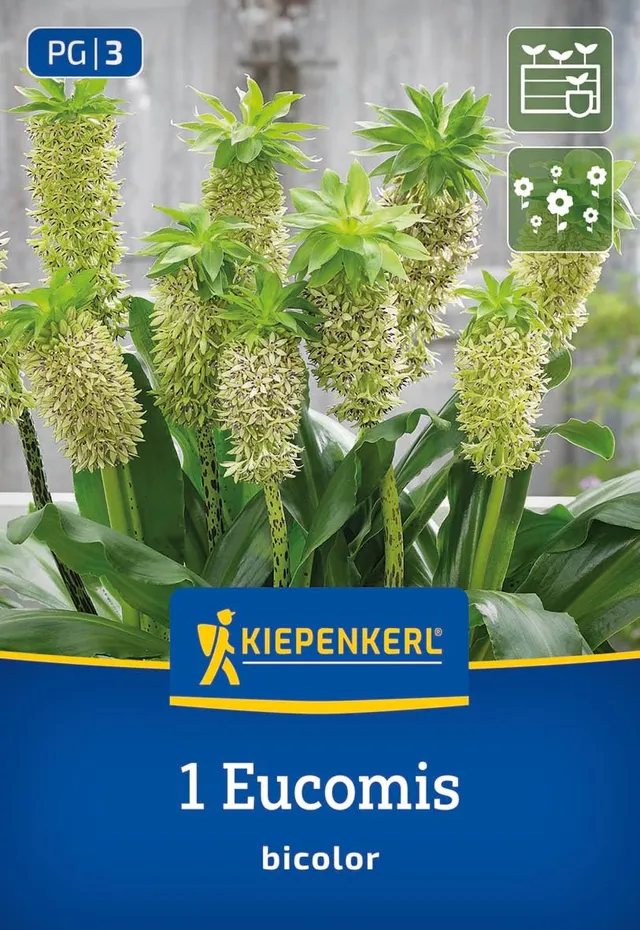 kiepenkerl-eucomis-bicolor-ananaslilie-blumenzwiebeln image 1