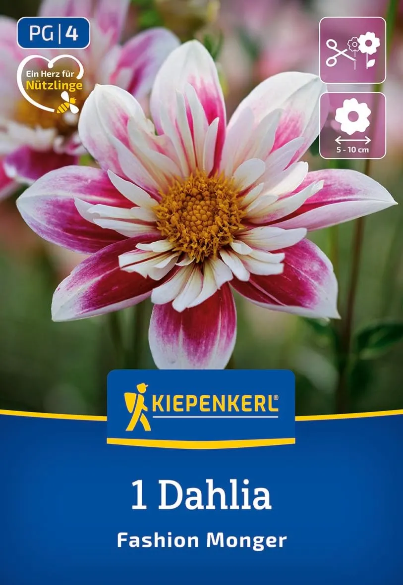 kiepenkerl-halskrausen-dahlie-fashion-monger-blumenzwiebeln-wei-rosa image 1