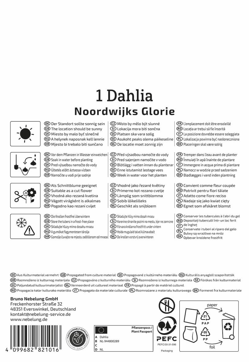 kiepenkerl-dekorative-dahlie-noordwijks-glorie-blumenzwiebeln-zartorange-10-15-c image 2