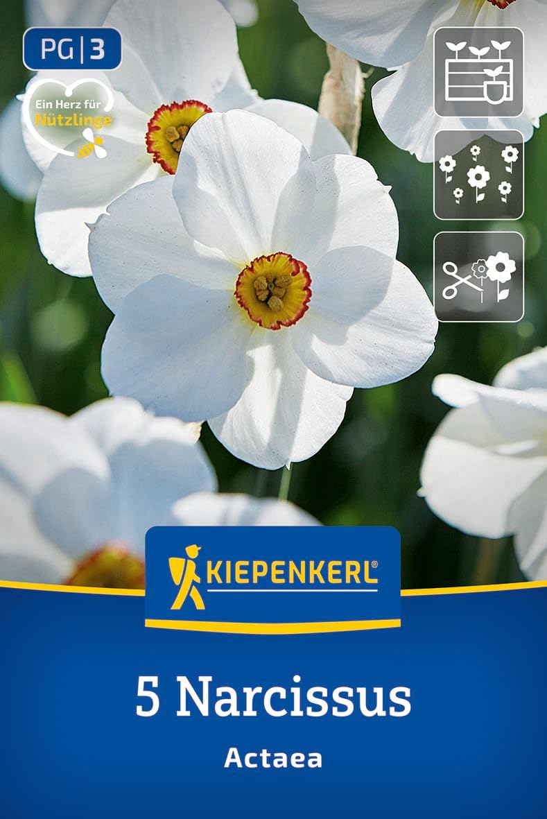 kiepenkerl-dichternarzisse-actaea-blumenzwiebeln-wei-orange-april-mai image 1